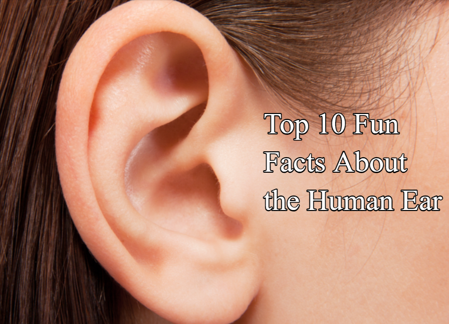 Top 10 Fun Facts About the Human Ear