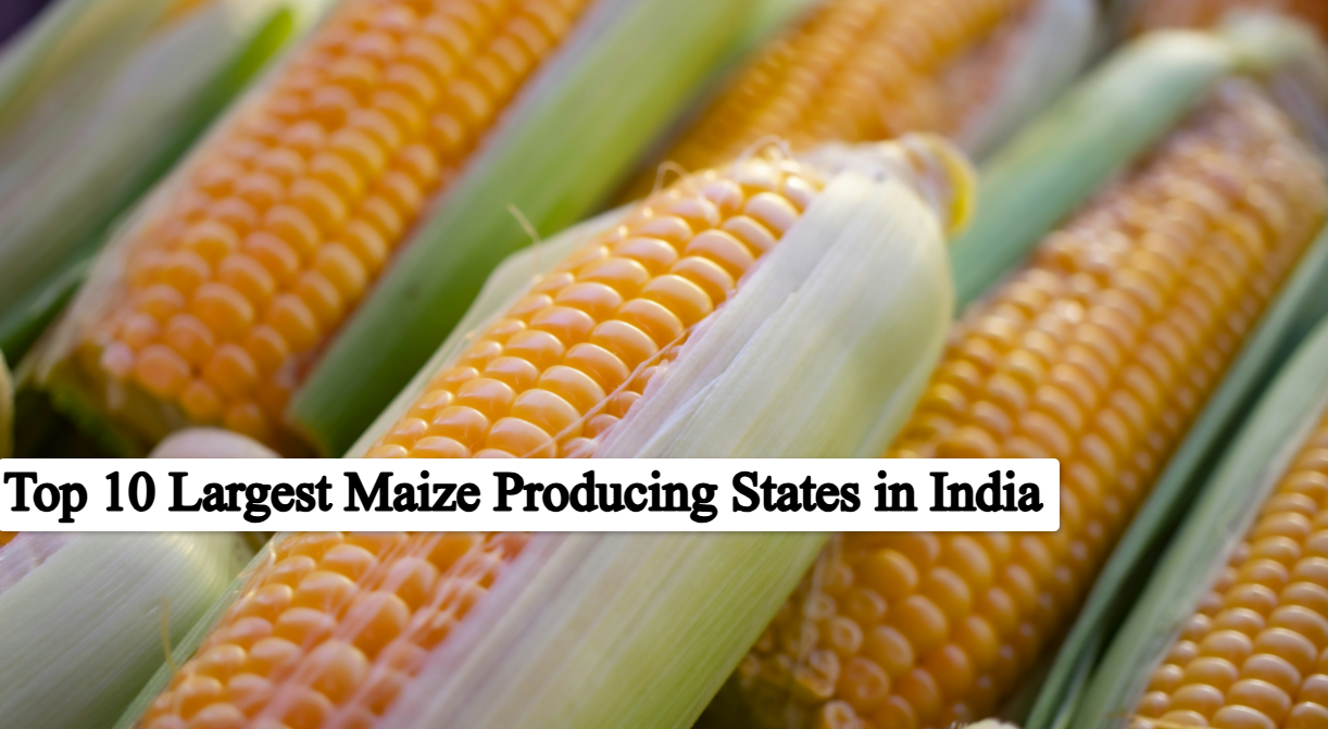 top 10 largest maize producing states in India