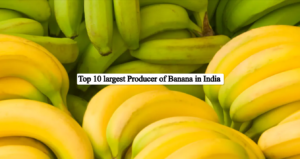 top 10 largest producer of banana in India