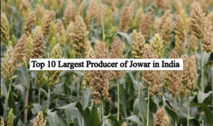 top 10 largest producer of jowar in India
