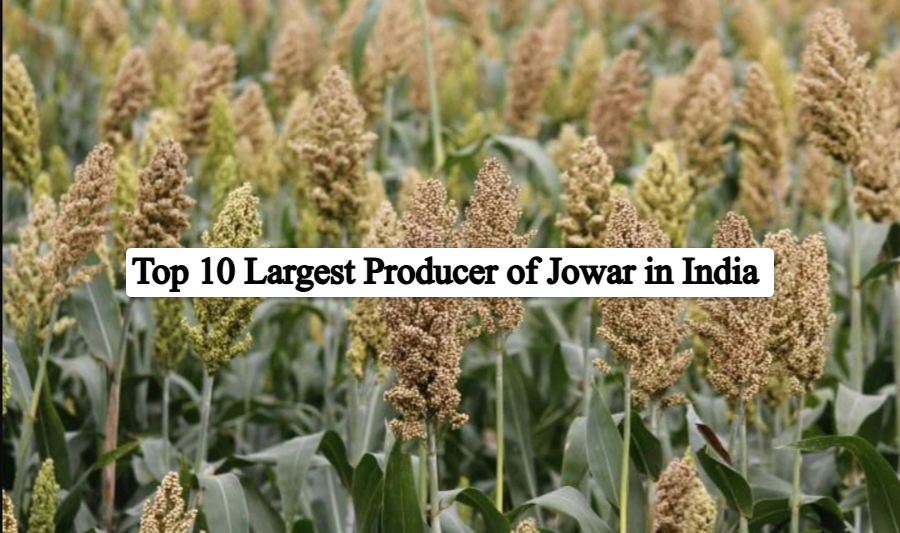 top 10 largest producer of jowar in India
