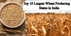 top 10 largest wheat producing states in India